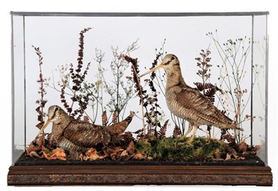 Lot 170 - Taxidermy: A Pair of Cased European Woodcock (Scolopax  rusticola), modern, by Ann & John...