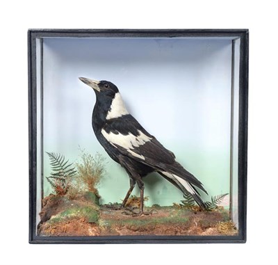 Lot 171 - Taxidermy: An Unusual Australian Magpie (Gymnorhina tibicen), circa early 20th century, by...