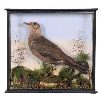Lot 172 - Taxidermy: A Late Victorian Cased Arctic Skua (Stercorarius parasiticus), attributed to Walter...