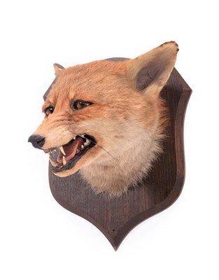 Lot 173 - Taxidermy: A Red Fox Mask (Vulpes vulpes), circa 1920, by Peter Spicer & Sons, Taxidermists,...
