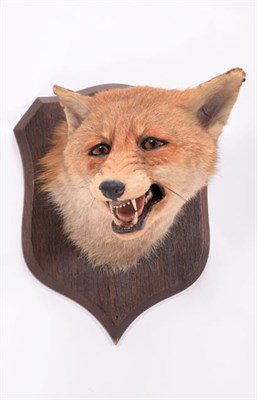 Lot 173 - Taxidermy: A Red Fox Mask (Vulpes vulpes), circa 1920, by Peter Spicer & Sons, Taxidermists,...