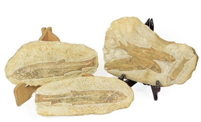 Lot 174 - Fossils: Fossilized Fish Specimens, Brazil, a complete positive a negative specimen of a fossilized