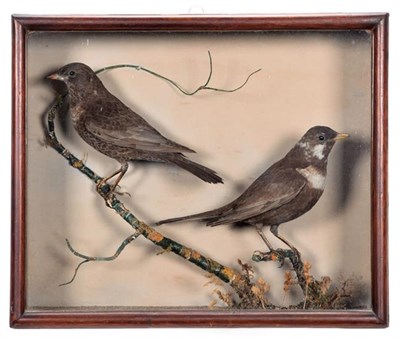 Lot 175 - Taxidermy: A Cased Pair of Ringed Ouzels (Turdus torquatus), circa 1878, a pair of full mount...