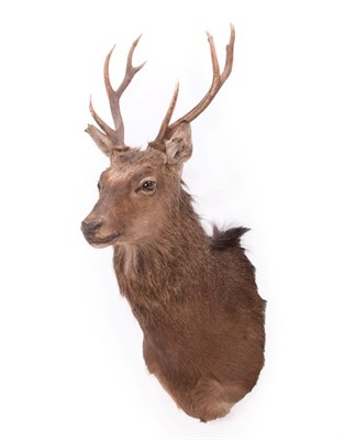 Lot 177 - Taxidermy: Sika Deer (Cervus nippon), modern, adult stag shoulder mount looking straight ahead,...