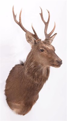 Lot 177 - Taxidermy: Sika Deer (Cervus nippon), modern, adult stag shoulder mount looking straight ahead,...