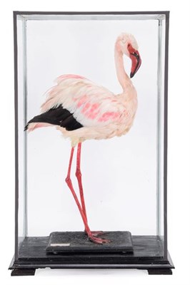 Lot 179 - Taxidermy: A Cased Lesser Flamingo (Phoeniconaias minor), circa late 20th century, captive bred, by