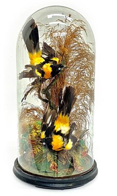 Lot 180 - Taxidermy: A Pair of Late Victorian Campo Troupials (Icterus jamacaii), circa 1880-1900, a pair...