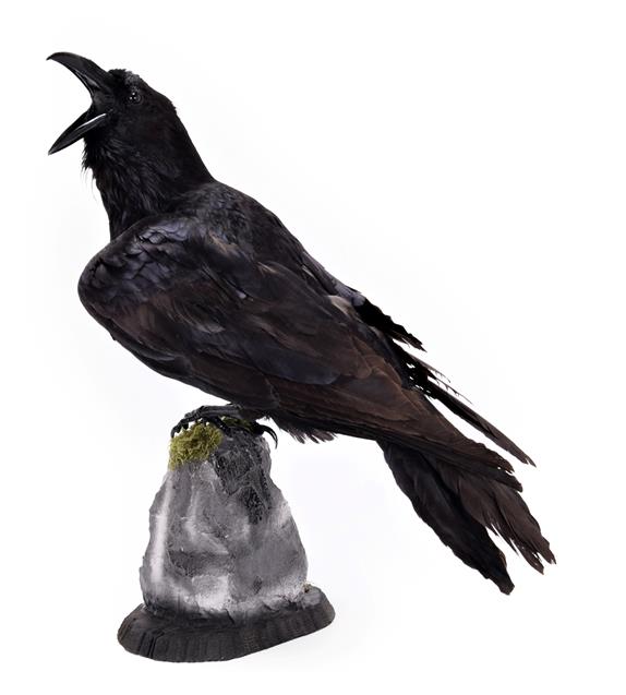 Lot 181 - Taxidermy: A Common Raven (Corvus corax), modern, a large full mount adult perched upon a...