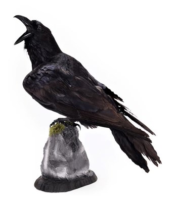 Lot 181 - Taxidermy: A Common Raven (Corvus corax), modern, a large full mount adult perched upon a...