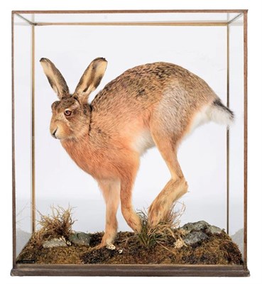 Lot 182 - Taxidermy: A Cased European Hare (Lepus europaeus), modern, by A.J. Armitstead, Taxidermy,...