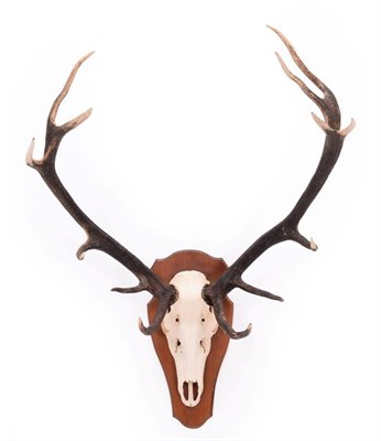 Lot 184 - Antlers/Horns: European Red Deer Antlers (Cervus elaphus hippelaphus), circa late 20th century,...