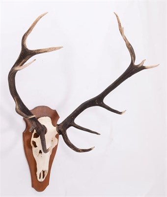 Lot 184 - Antlers/Horns: European Red Deer Antlers (Cervus elaphus hippelaphus), circa late 20th century,...