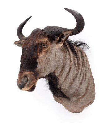 Lot 186 - Taxidermy: Blue Wildebeest (Connochaetes taurinus), dated 2003, Mananga, South Africa, a high...