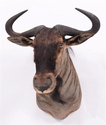 Lot 186 - Taxidermy: Blue Wildebeest (Connochaetes taurinus), dated 2003, Mananga, South Africa, a high...