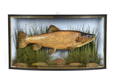 Lot 188 - Taxidermy: A Cased Brown Trout (Salmo trutta), dated July 08th 1908, in the manner of John Cooper &