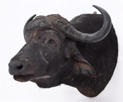 Lot 189 - Taxidermy: Cape Buffalo (Syncerus caffer), circa late 20th century, South Africa, large high...