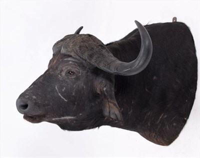 Lot 189 - Taxidermy: Cape Buffalo (Syncerus caffer), circa late 20th century, South Africa, large high...