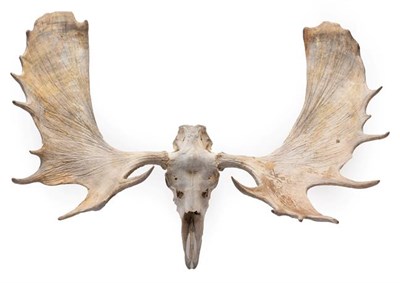 Lot 191 - Antlers/Horns: A Large Set of European Moose Antlers (Alces alces), circa late 20th century, a...