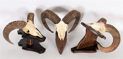 Lot 192 - Antlers/Horns: European Mouflon (Ovis orientalis musimon), circa late 20th century, three sets...
