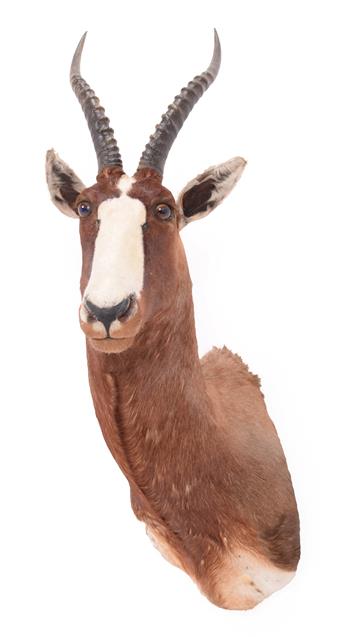 Lot 194 - Taxidermy: Blesbok (Damaliscus phillipsi), circa late 20th century, large adult male shoulder mount