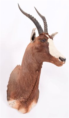 Lot 194 - Taxidermy: Blesbok (Damaliscus phillipsi), circa late 20th century, large adult male shoulder mount