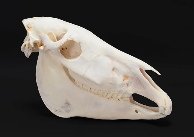 Lot 195 - Skulls/Anatomy: Burchell's Zebra Skull (Equus quagga), modern, complete bleached skull, 52cm by...