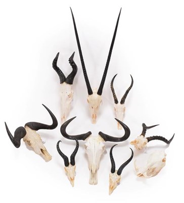 Lot 196 - Horns/Skulls: A Selection of African Game Trophy Skulls, a varied selection of African hunting...