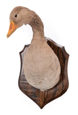 Lot 197 - Taxidermy: Greylag Goose Neck Mount (Anser anser), circa late 20th century, an adult neck mount...