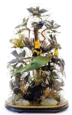Lot 202 - Taxidermy: A Late Victorian Diorama of Tropical Birds, circa 1870-1900, a collection of fifteen...