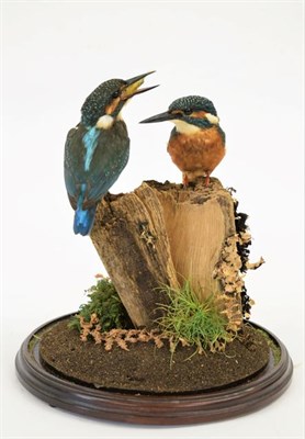 Lot 203 - Taxidermy: A Pair of European Kingfishers (Alcedo athis), circa 2011, by D. Frampton,...