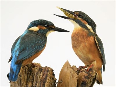 Lot 203 - Taxidermy: A Pair of European Kingfishers (Alcedo athis), circa 2011, by D. Frampton,...