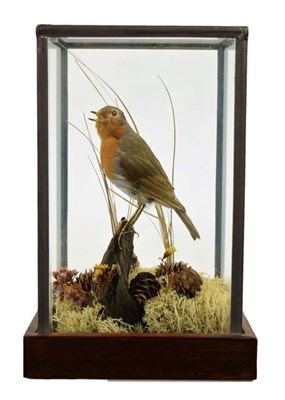 Lot 204 - Taxidermy: A Cased European Robin (Erithacus rubecula), circa late 20th century, a full mount adult