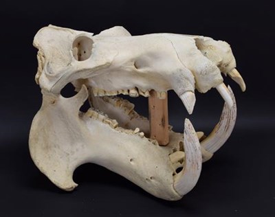 Lot 206 - Skulls/Tusks: Common Hippopotamus Skull (Hippopotamus amphibius), circa 1950, Africa, a large...