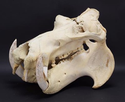 Lot 206 - Skulls/Tusks: Common Hippopotamus Skull (Hippopotamus amphibius), circa 1950, Africa, a large...