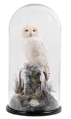 Lot 208 - Taxidermy: Snowy Owl (Nyctea scandiaca), circa 2021, by A.J. Armitstead, Taxidermy, Darlington,...