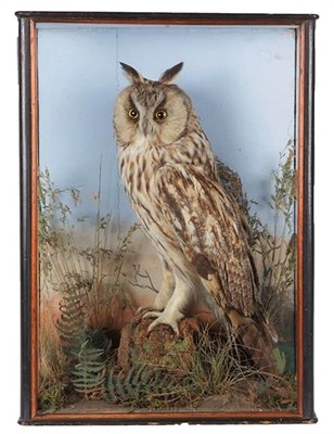 Lot 211 - Taxidermy: A Cased Long-Eared Owl (Asio otus), by William Hope, Taxidermist, 44 george Street,...