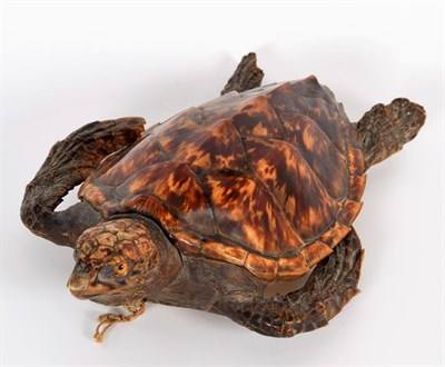 Lot 212 - Taxidermy: Hawksbill Sea Turtle (Eretmochelys imbricata), circa 1920, juvenile full mount with head