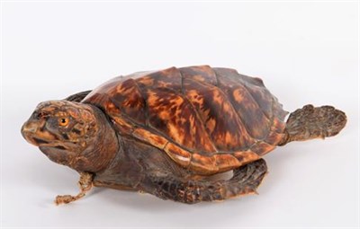 Lot 212 - Taxidermy: Hawksbill Sea Turtle (Eretmochelys imbricata), circa 1920, juvenile full mount with head