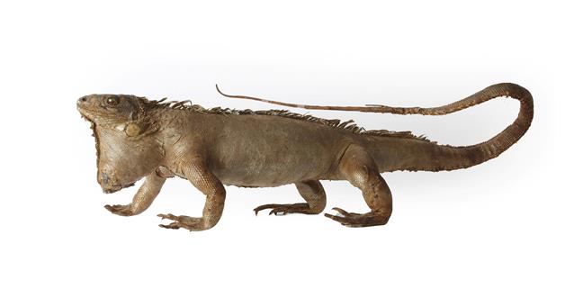 Lot 213 - Taxidermy: An Early 20th Century Green Iguana (Iguana iguana), a full mount adult in walking...