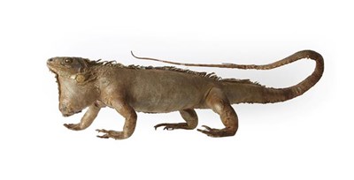 Lot 213 - Taxidermy: An Early 20th Century Green Iguana (Iguana iguana), a full mount adult in walking...