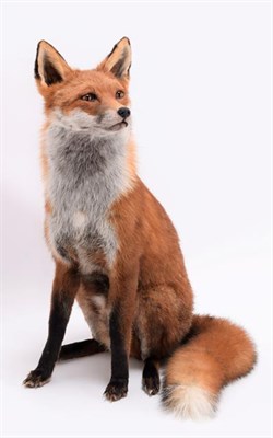Lot 214 - Taxidermy: A Sitting Red Fox (Vulpes vulpes), modern, by Brian Lancaster, Taxidermy, Bedale,...