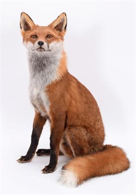 Lot 214 - Taxidermy: A Sitting Red Fox (Vulpes vulpes), modern, by Brian Lancaster, Taxidermy, Bedale,...