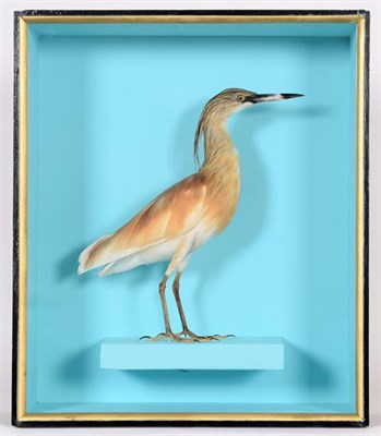 Lot 215 - Taxidermy: A Victorian Cased Squacco Heron (Ardeola ralloides), a full mount adult stood upon a...