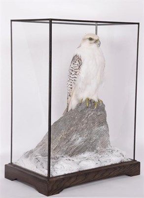 Lot 217 - Taxidermy: A Table Cased Gyr Saker Falcon (Falco rusticolus X Falco cherrug), circa 2021, by...
