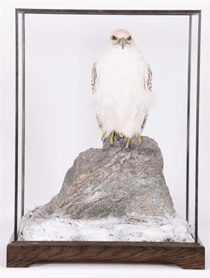 Lot 217 - Taxidermy: A Table Cased Gyr Saker Falcon (Falco rusticolus X Falco cherrug), circa 2021, by...