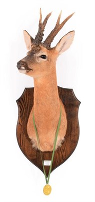 Lot 218 - Taxidermy: European Roebuck (Capreolus capreolus), dated 22nd May 2006, by Colin Dunton...