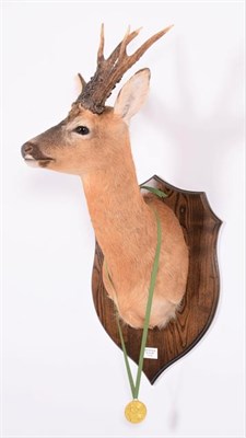 Lot 218 - Taxidermy: European Roebuck (Capreolus capreolus), dated 22nd May 2006, by Colin Dunton...