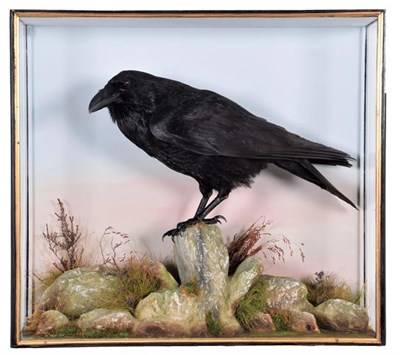 Lot 219 - Taxidermy: A Cased Common Raven (Corvus corax), circa late 20th century, a superb quality full...