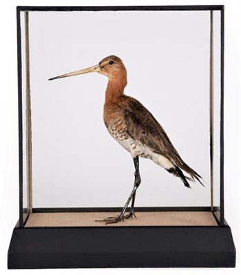 Lot 220 - Taxidermy: A Cased Late Victorian Black-Tailed Godwit (Limosa limosa), a full mount adult...
