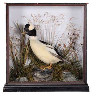 Lot 221 - Taxidermy: A Cased Bufflehead Duck (Bucephala albeola), circa 1889, by E. Allen & Co, Bird Fish...